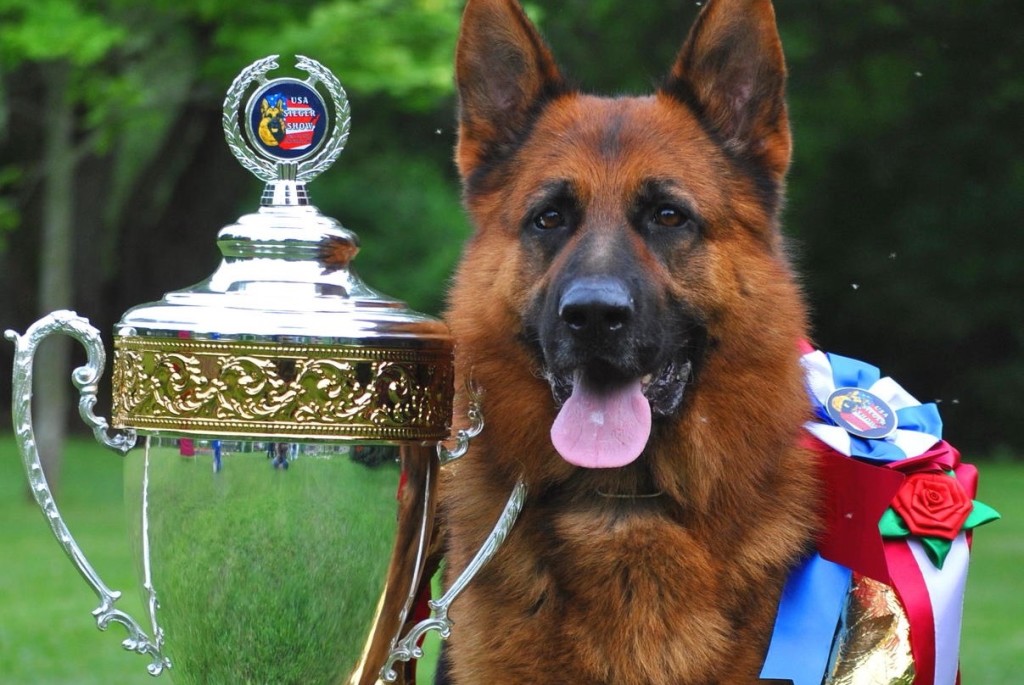 Овчарка с медалями фото United Schutzhund Clubs of America German Shepherd Dog Trainers & Breeders